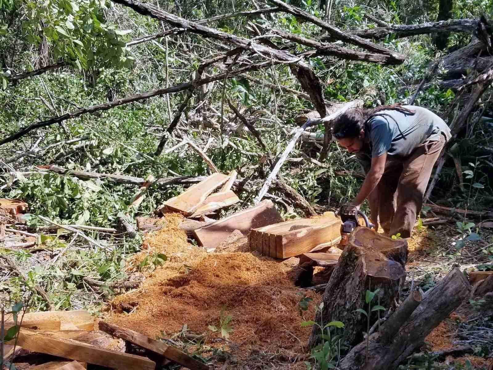 Chris Salas working with naturally fallen logwood in the Belize River Valley